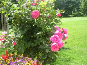 Parc Floral